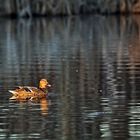 Ente im winterlichen Abendlicht