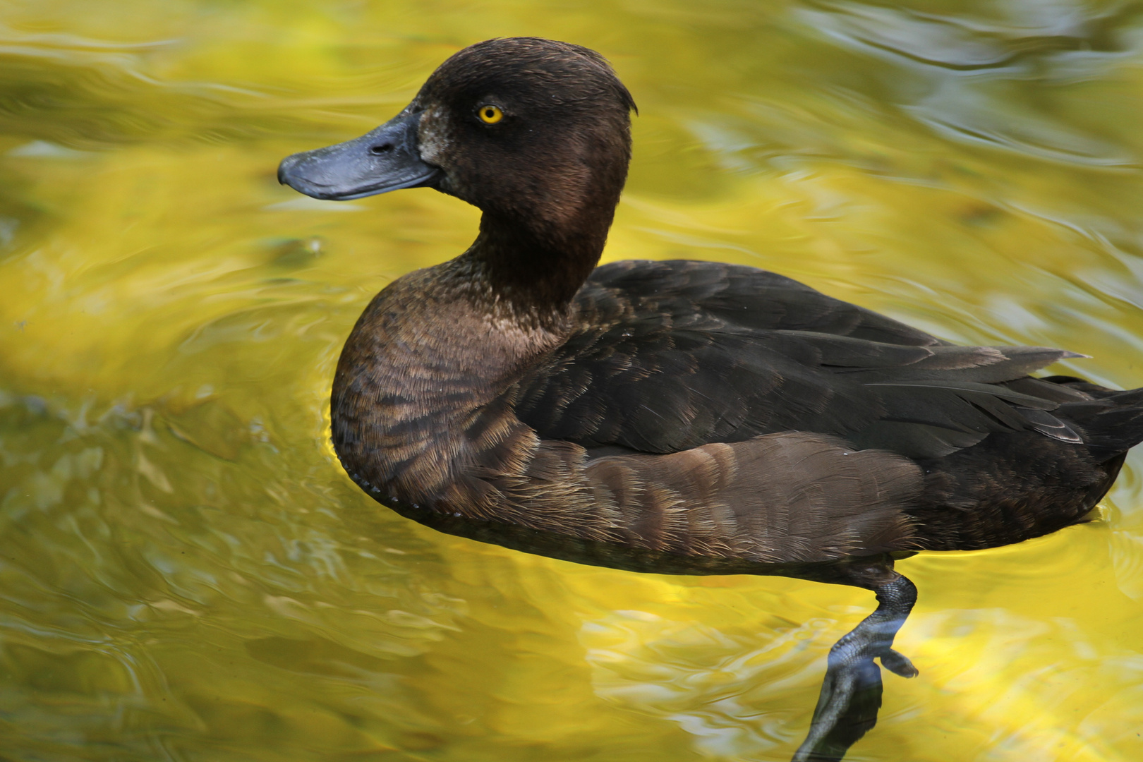 ente im zoo :)