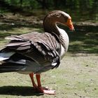 Ente im Zoo