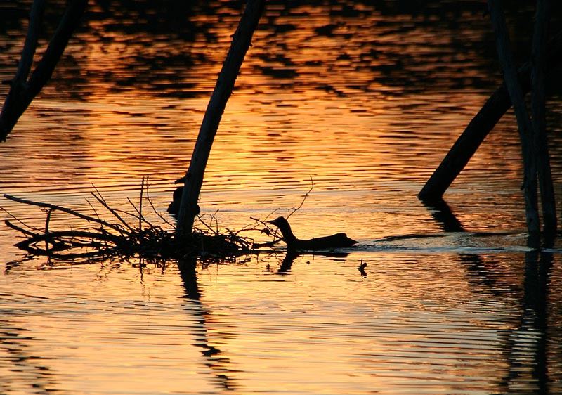 Ente in Abendstimmung