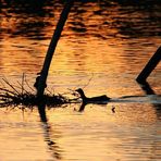 Ente in Abendstimmung