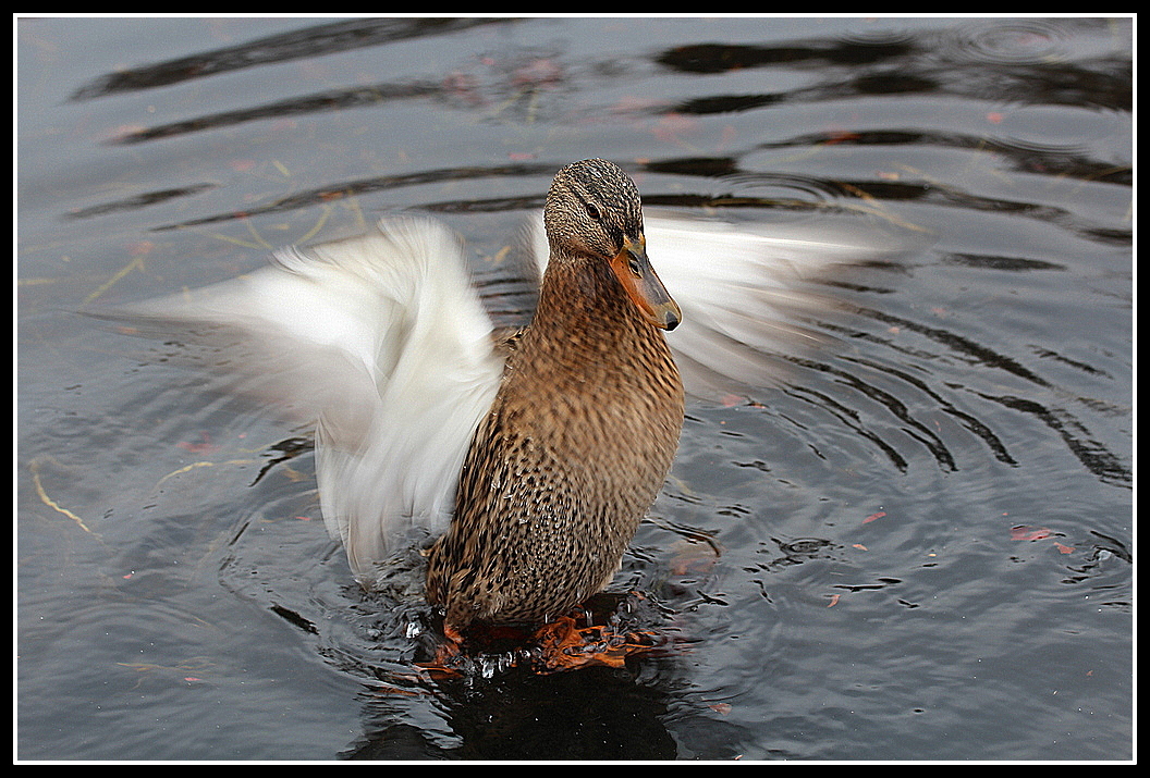 Ente in Anflugstellung