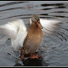 Ente in Anflugstellung