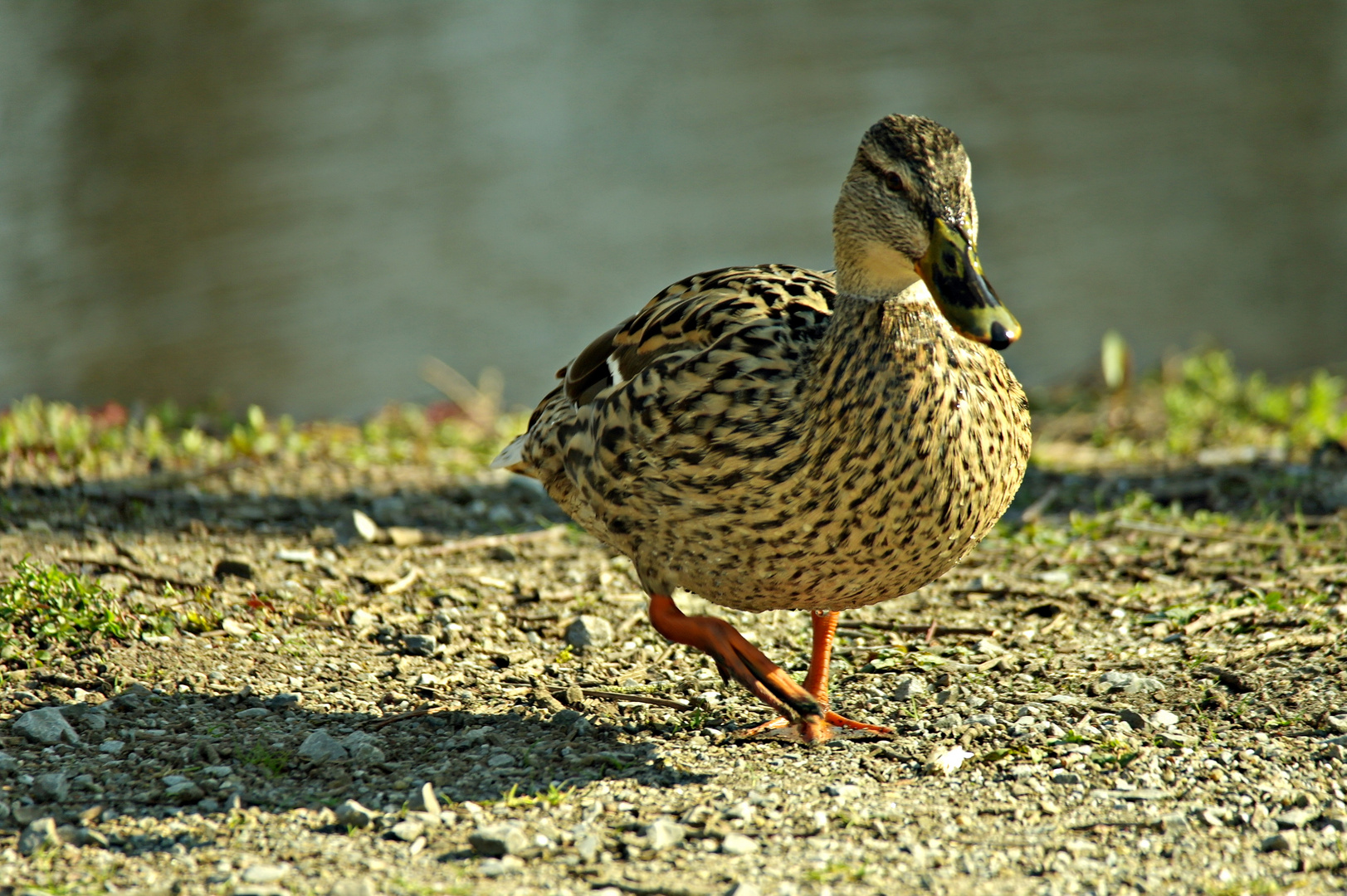 Ente in Anmarsch