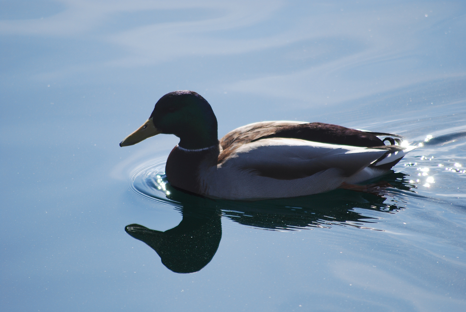 Ente in Ascona