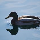 Ente in Ascona