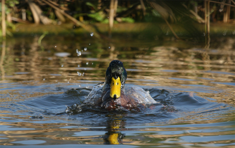 Ente in Aspik