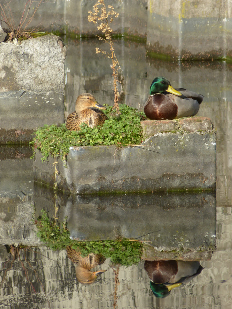 Ente in Beton