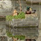 Ente in Beton