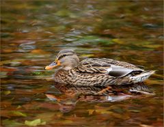 Ente in Blättertei(g)ch