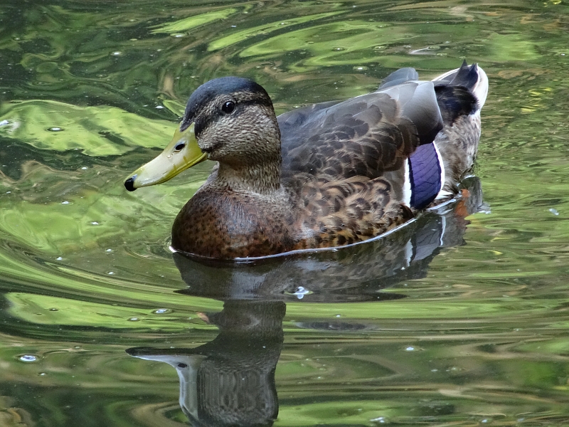 Ente in Blau