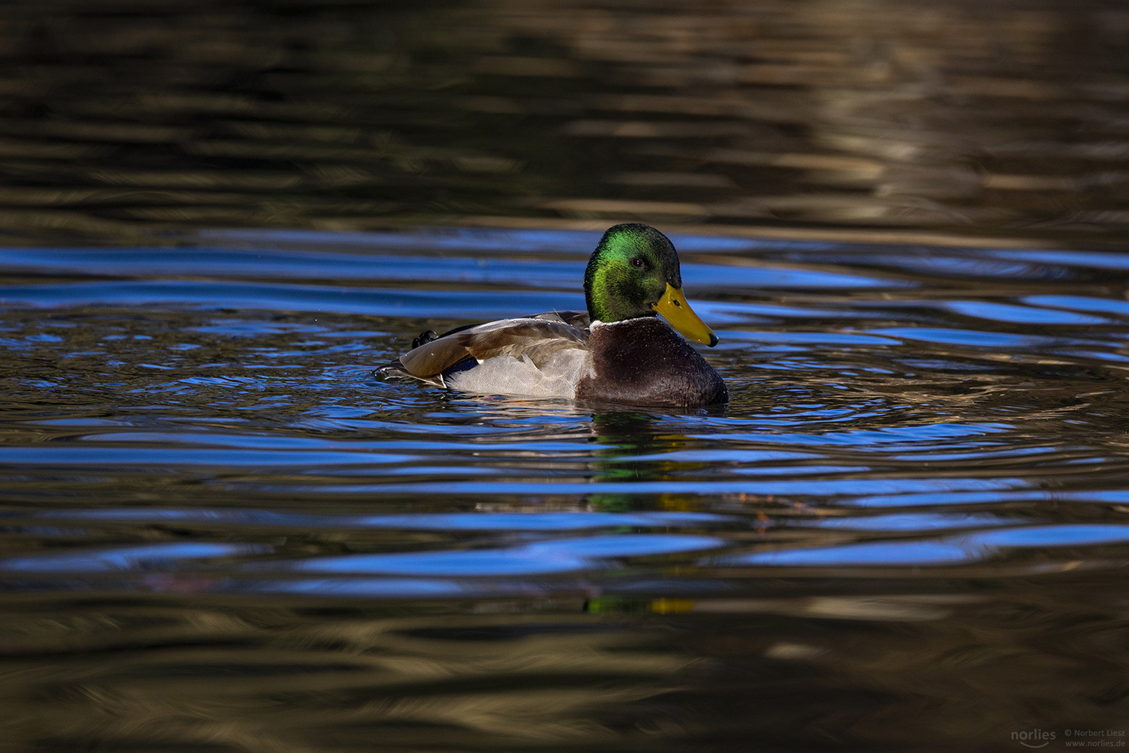 Ente in blauem Wasser