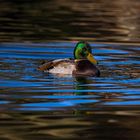 Ente in blauem Wasser