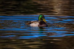 Ente in blauem Wasser