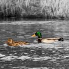 Ente in bunt