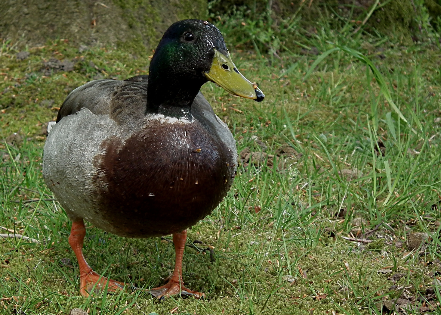 Ente in Dänemark