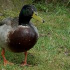 Ente in Dänemark