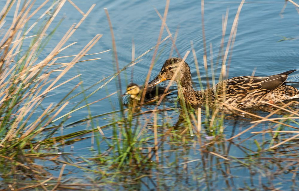 Ente in Deckung