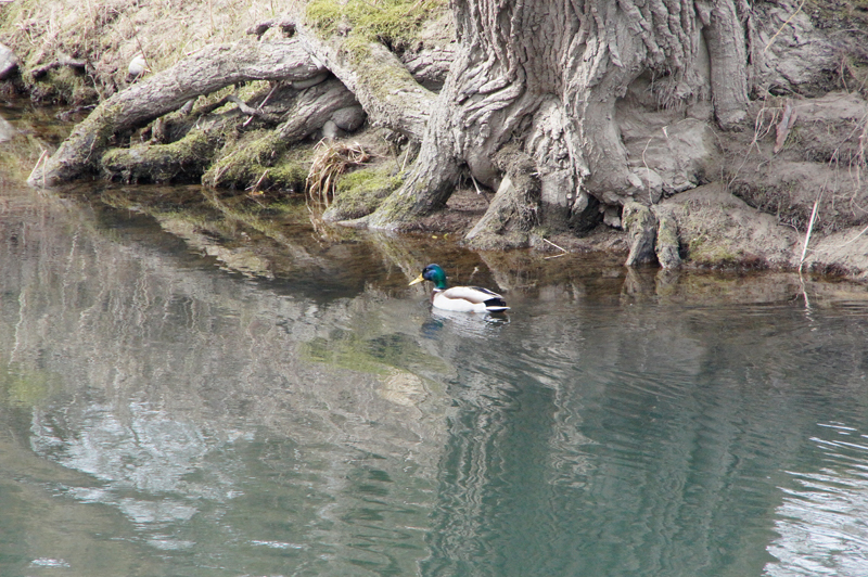 Ente in den Auen