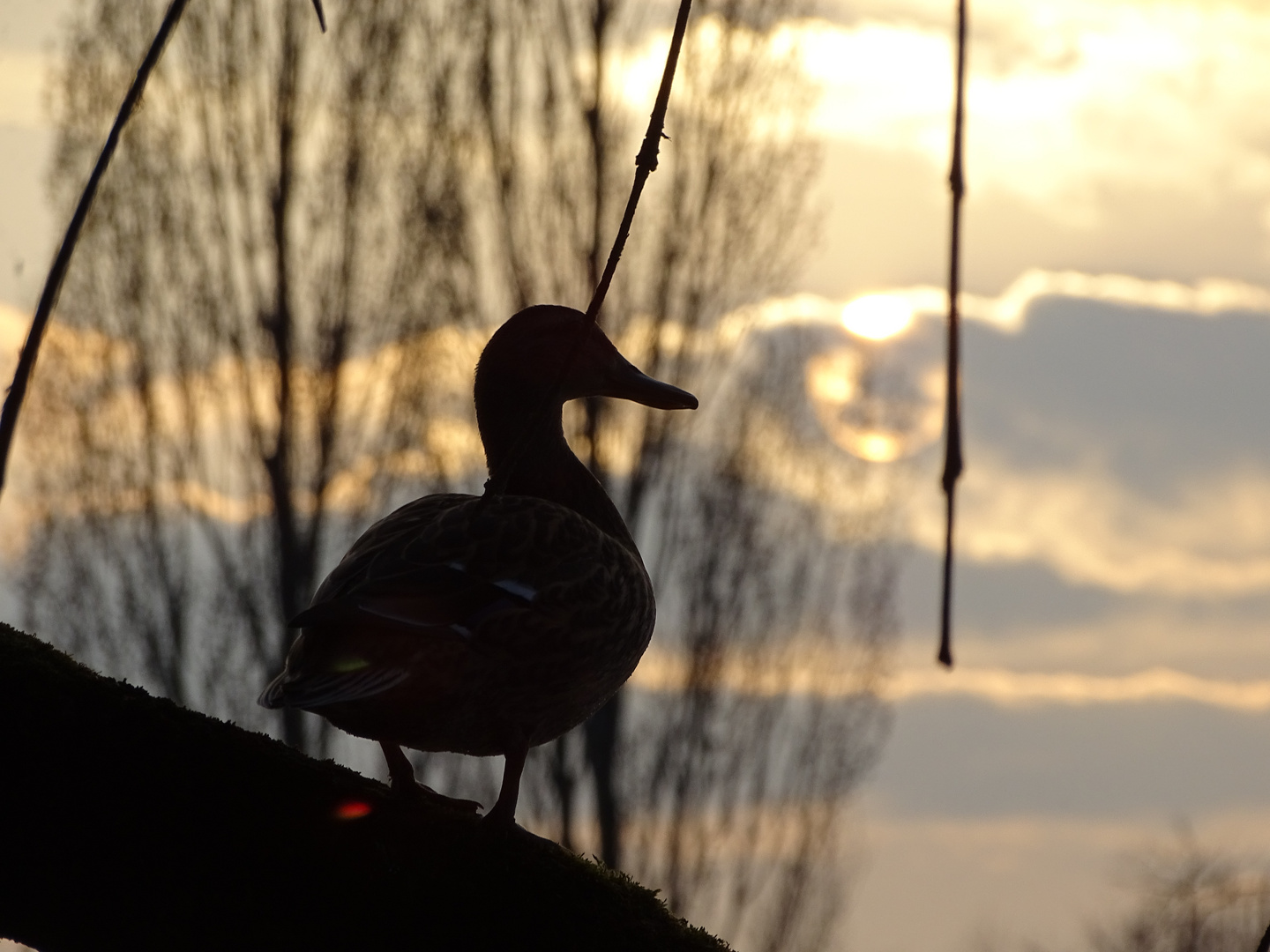 Ente in der Abendsonne