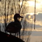 Ente in der Abendsonne