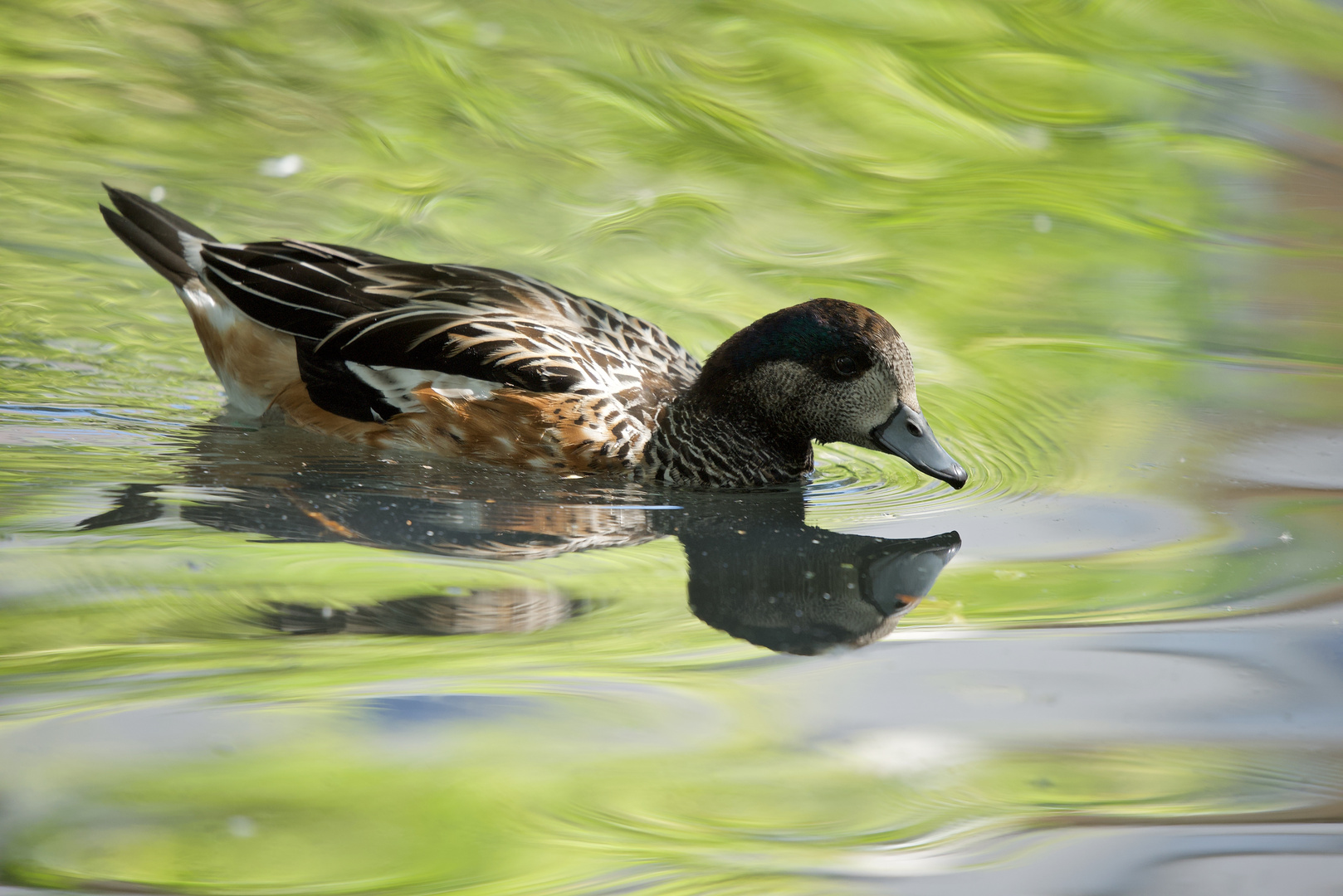 Ente in der Abendsonne