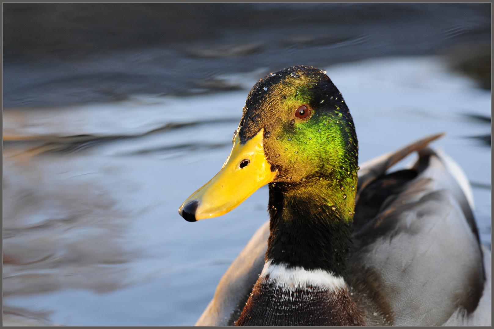 Ente in der Abendsonne