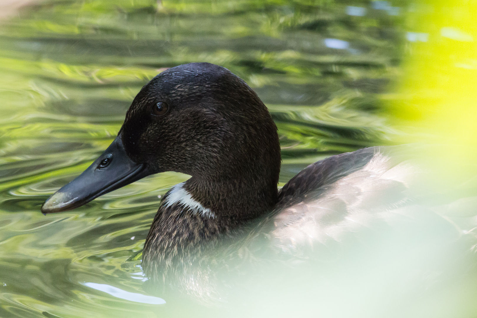 Ente in der Au