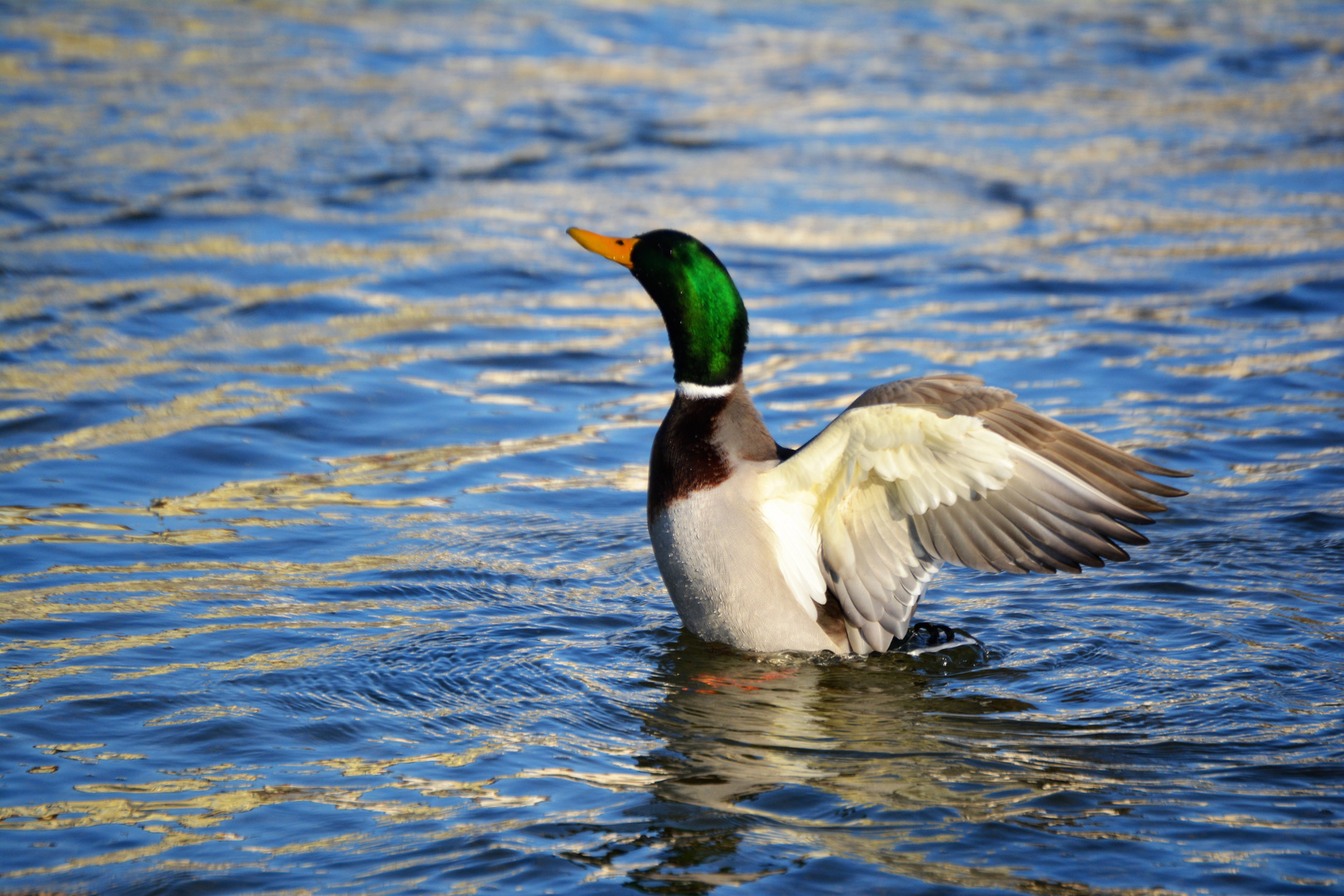 Ente in der Isar