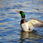 Ente in der Isar