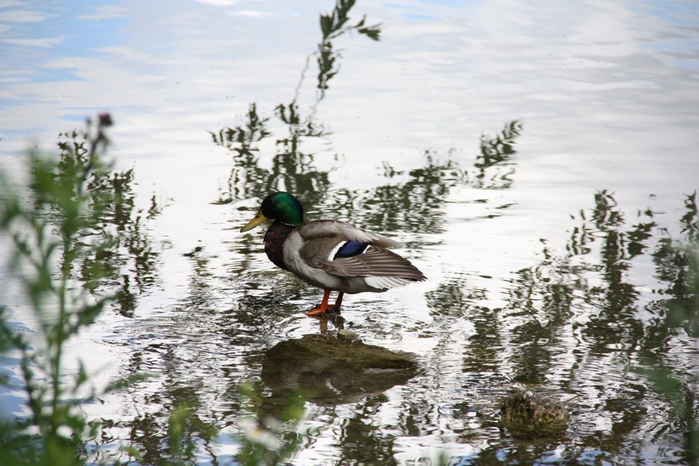 Ente in der Isar