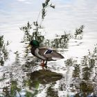 Ente in der Isar