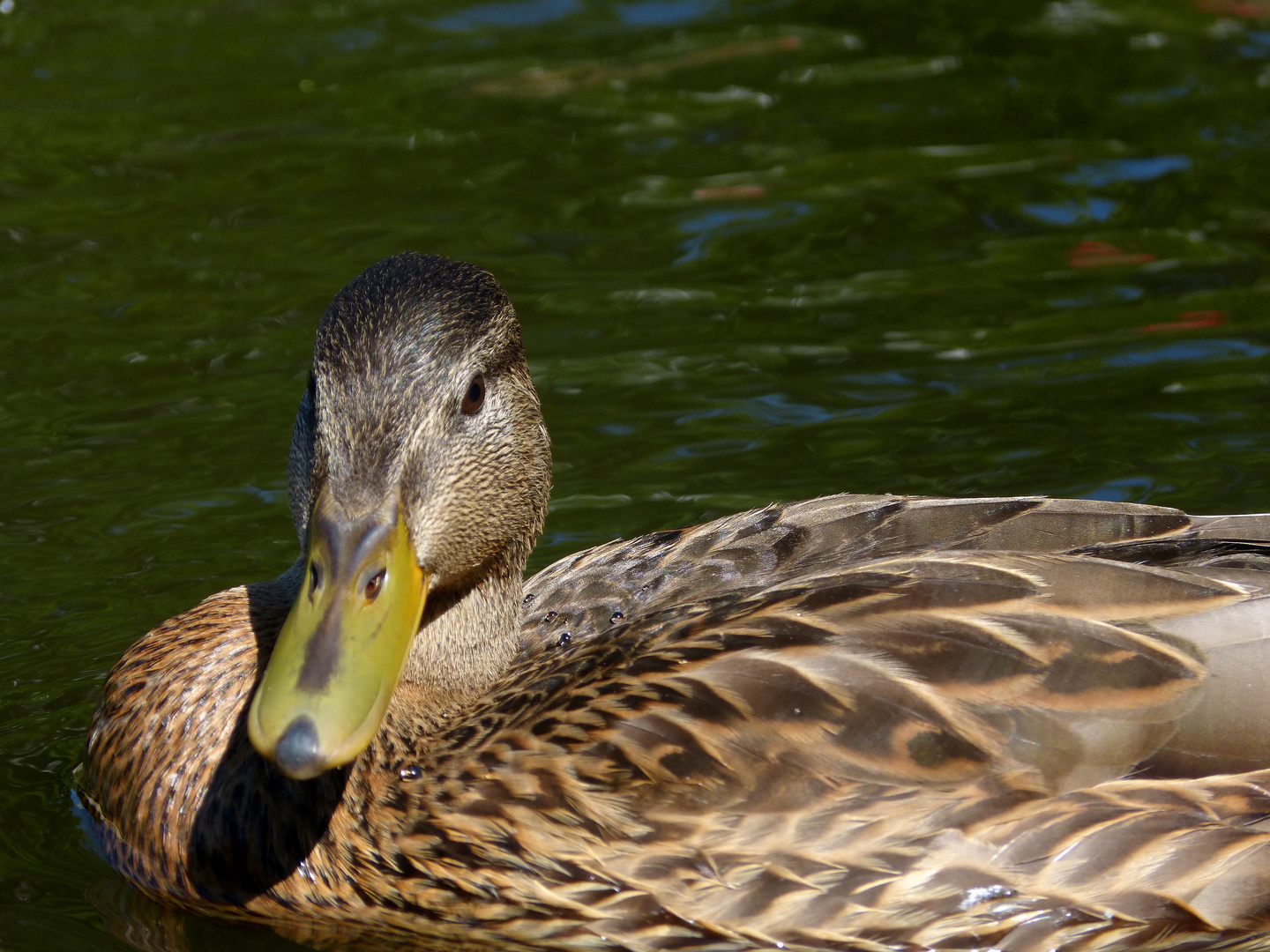 Ente in der Lahn