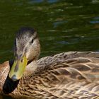 Ente in der Lahn