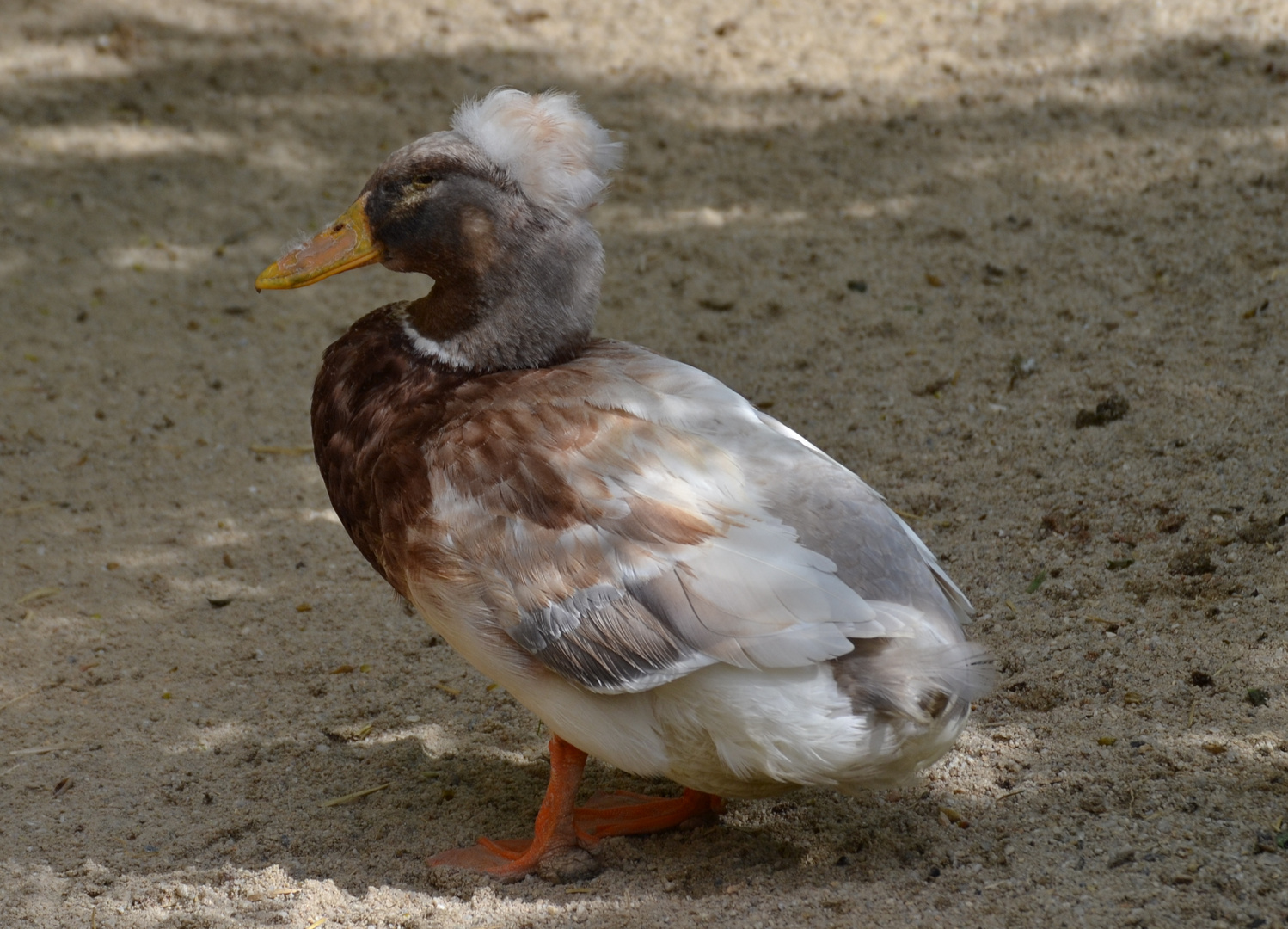 ENTE IN DER MAUSER