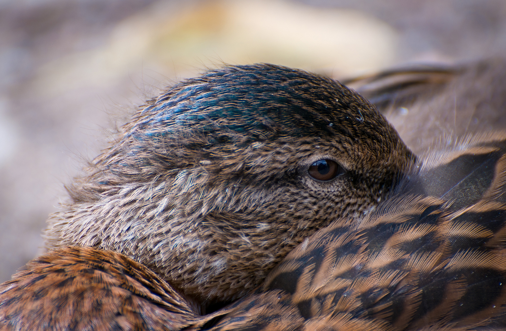 Ente in der Mittagspause