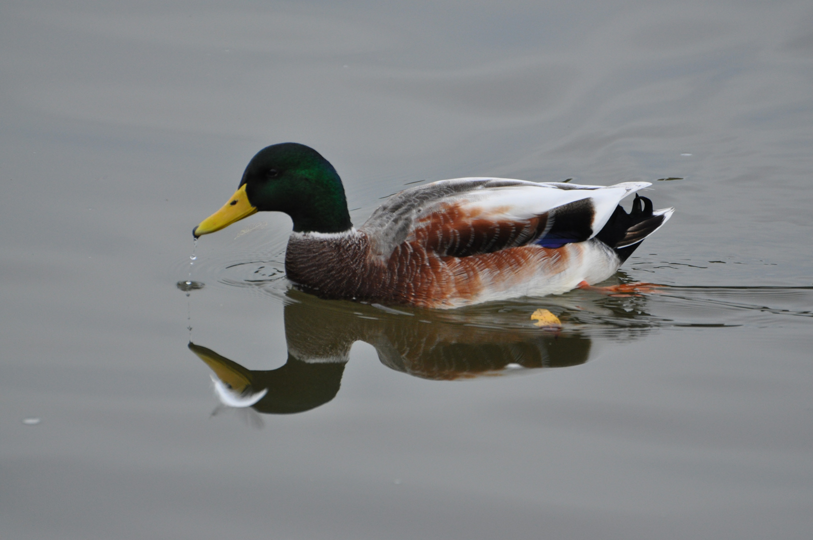 Ente in der Mitte