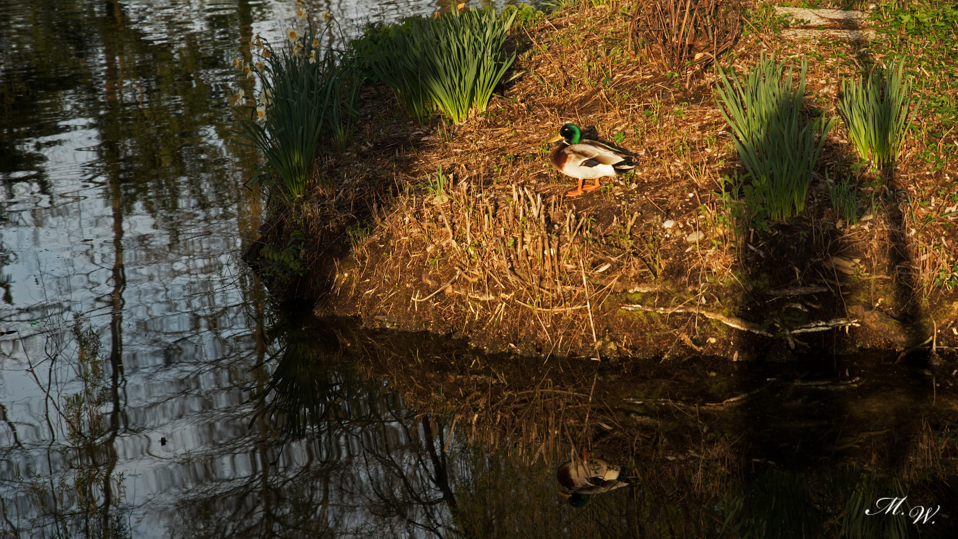 Ente in der Morgensonne