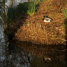 Ente in der Morgensonne