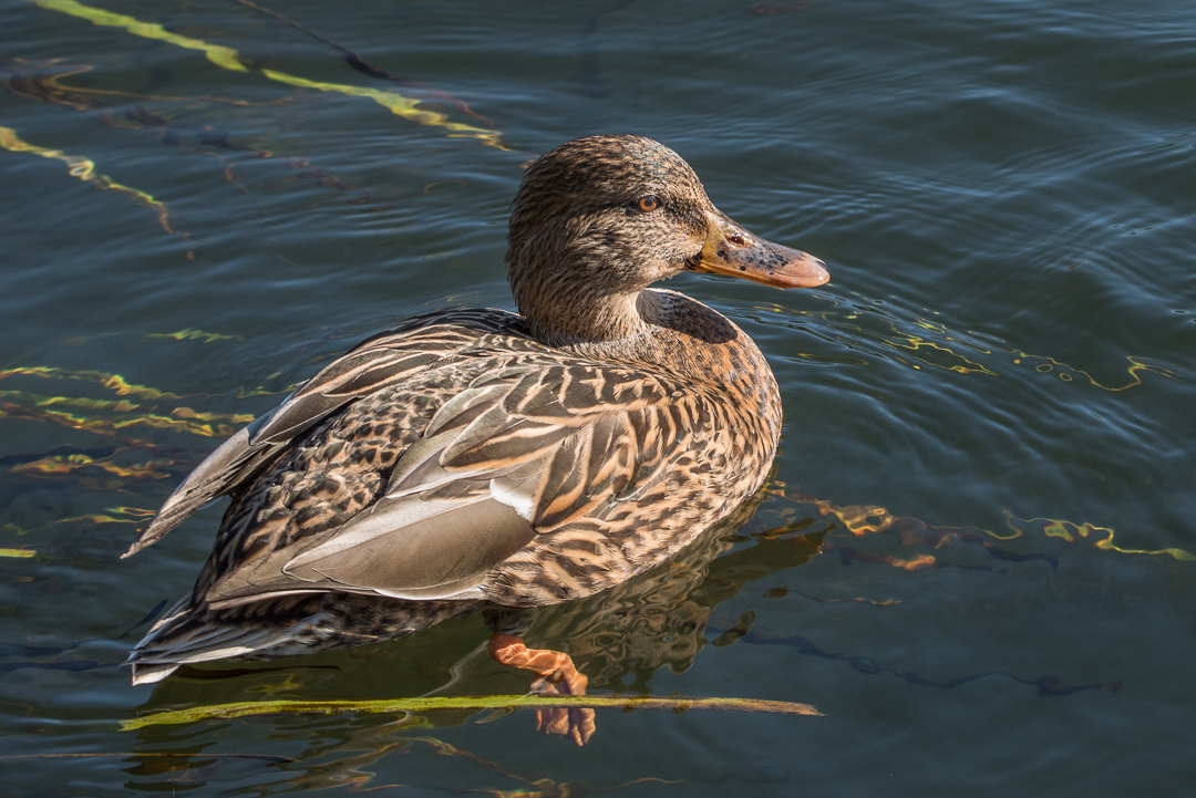 Ente in der Nachmittagssonne