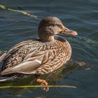 Ente in der Nachmittagssonne