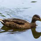 Ente in der Nahaufnahme