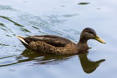 Ente in der Nahaufnahme