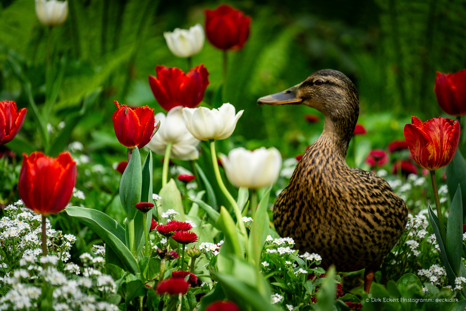 Ente in der Orangerie