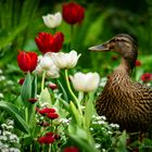 Ente in der Orangerie