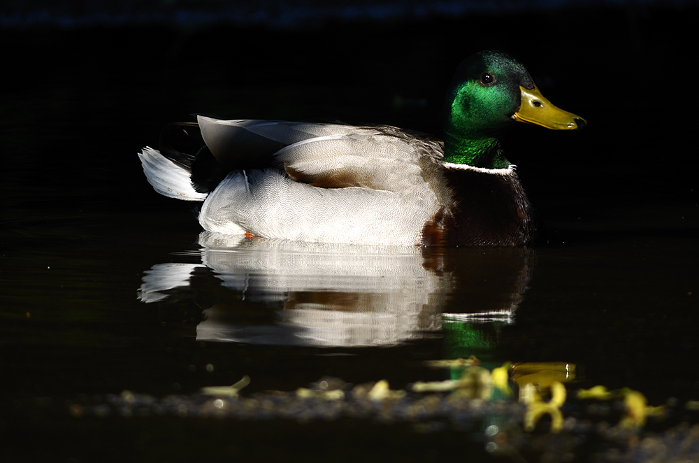 Ente in der Pfütze