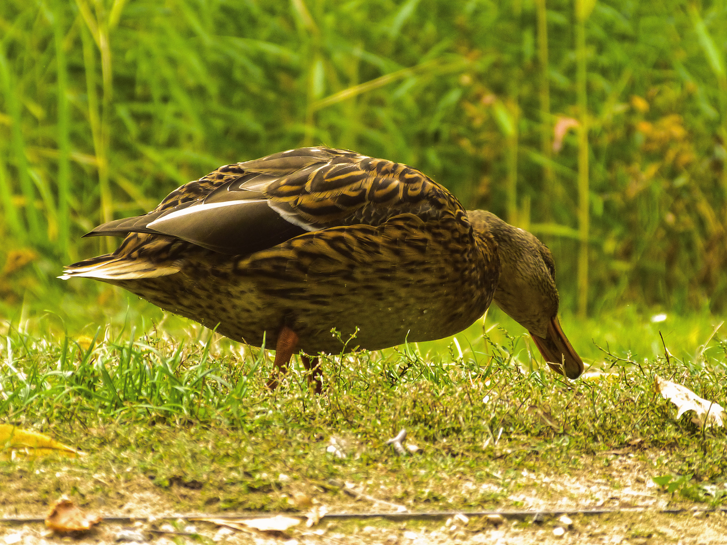 Ente in der Schloßpark Senftenberg