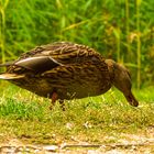 Ente in der Schloßpark Senftenberg