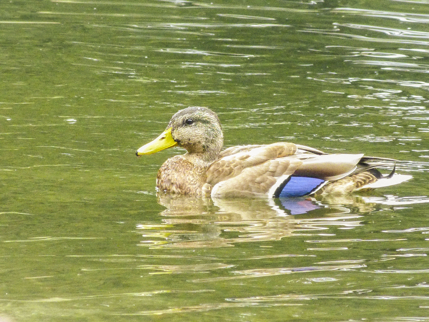 Ente in der Schlossteich (Senftenberg)