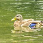 Ente in der Schlossteich (Senftenberg)